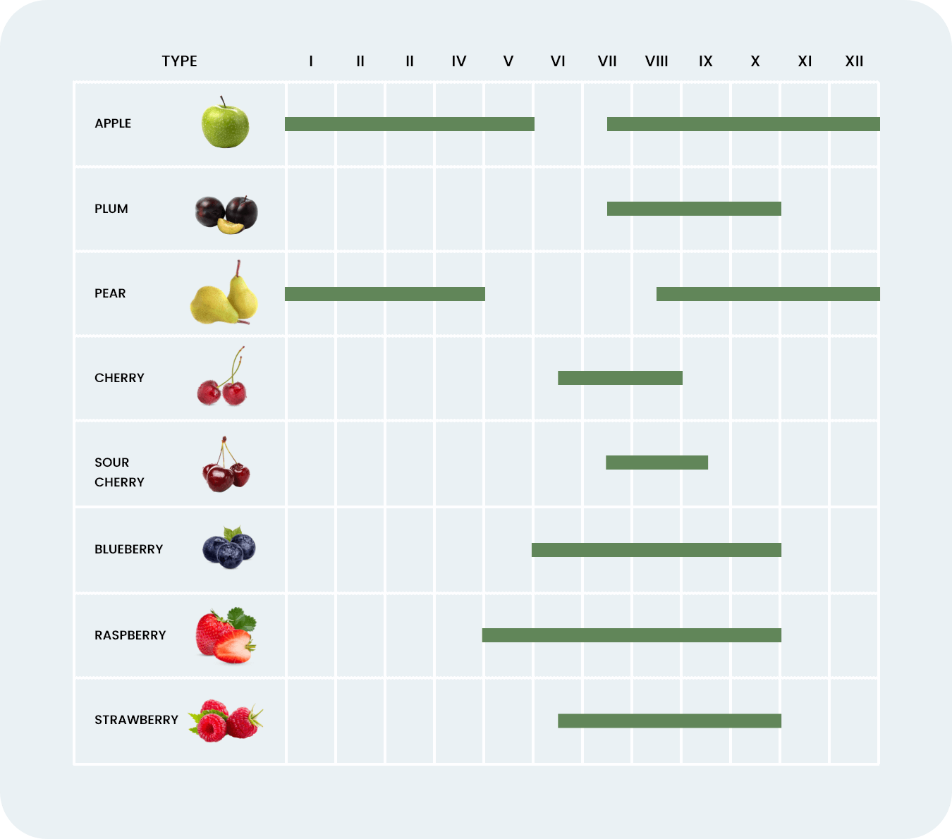 owoce-krajowe-tabela-sezonowosci-EN